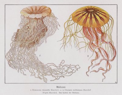 Jellyfish by French School