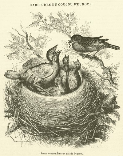 Young cuckoo in a sparrow