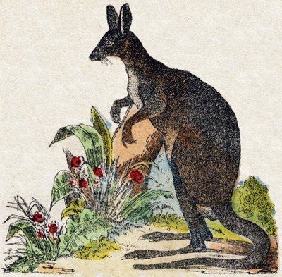 Kangaroo. Engraving in 