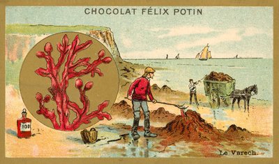 Kelp by French School
