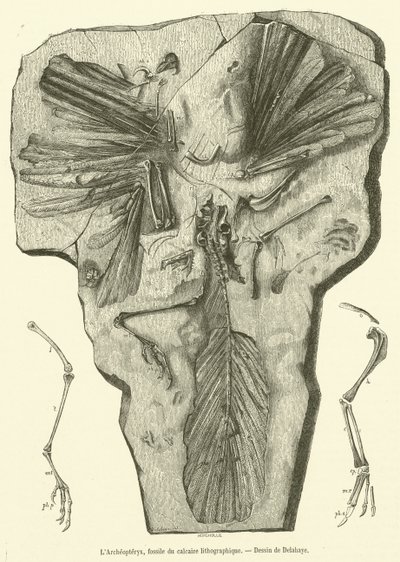 The Archaeopteryx, fossil from lithographic limestone by French School