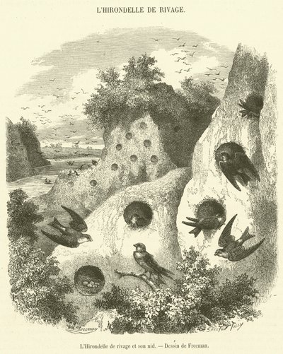 The Sand Martin and Its Nest (engraving) by French School