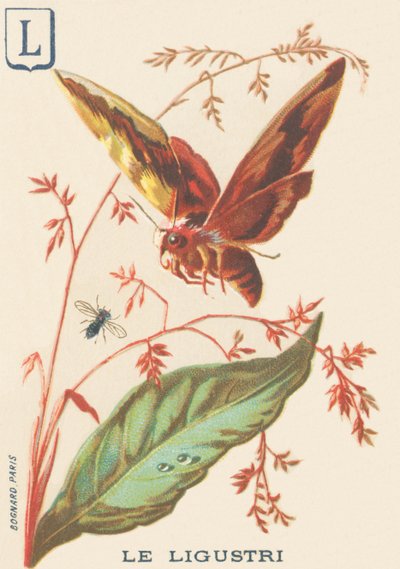 L: Ligustri (Sphinx ligustri or Troene Sphinx) by French School