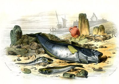 La Blennie Ovipare (Blennius viviparus), en bas la trachine vive et le gad cod - Plate Extracted from Histoire Naturelle by Bernard Germain de Lacepede by French School