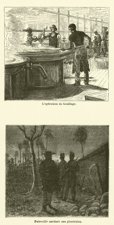 The Sugar Cane by French School
