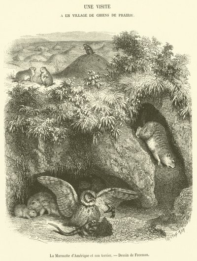 American Marmot and its Burrow (engraving) by French School