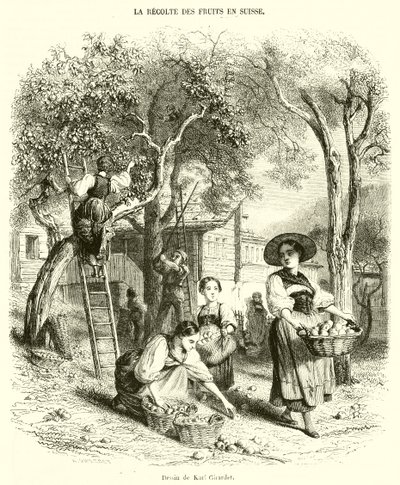 Fruit Harvest in Switzerland (engraving) by French School