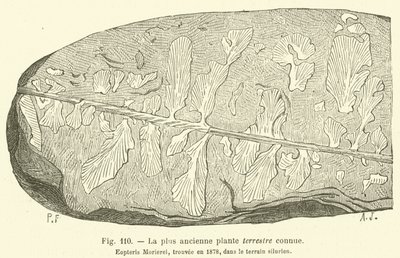 The Oldest Known Land Plant by French School