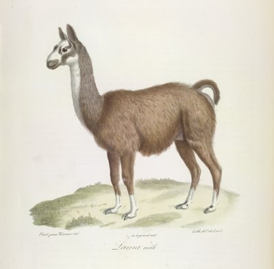 Male Llama, from Histoire Naturelle des Mammifères by French School