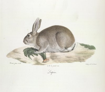 Rabbit, from Histoire Naturelle des Mammifères by French School