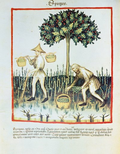 Asparagus Pickers from Tacuinum sanitatis, by Ibn Butlân by French School