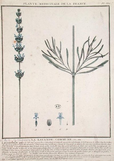 Lavender Spike, plate from 