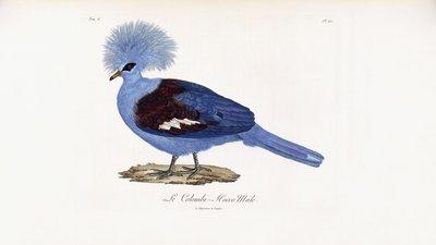 The Male Colombi-Hocco by French School