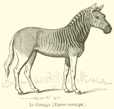 The Quagga, Equus quagga by French School