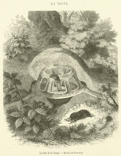 The mole