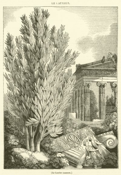 The Common Laurel by French School