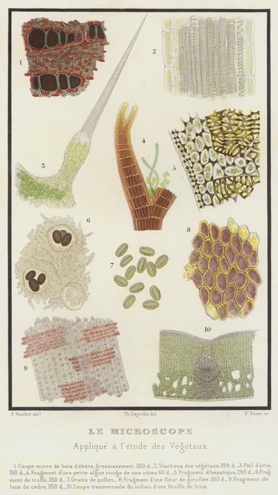 The Microscope, Applied to the Study of Plants by French School