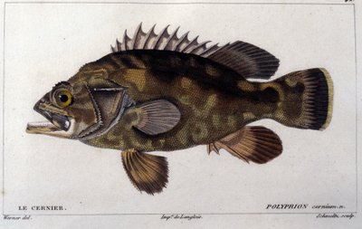 The Grouper after 