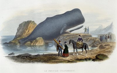 The Cylindrical Whale (whale stranded) - in “The World of the Sea” by Alfred Fredol, Hachette, Paris by French School