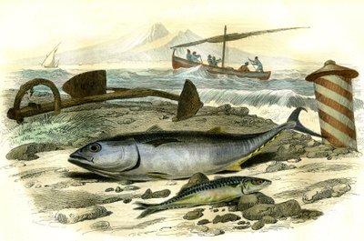 The tuna (Scomber Thynnus), the mackerel (Scomber Scombrus) - Plate extracted from Natural History by Bernard Germain de Lacepede, edition P. Furme, Paris by French School
