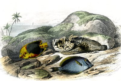 Le tricolore (Holocanthus tricolor), l