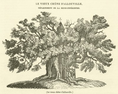 The old oak of Allouville by French School