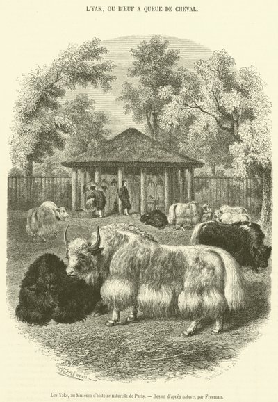 The Yaks, at the Museum of Natural History in Paris (engraving) by French School