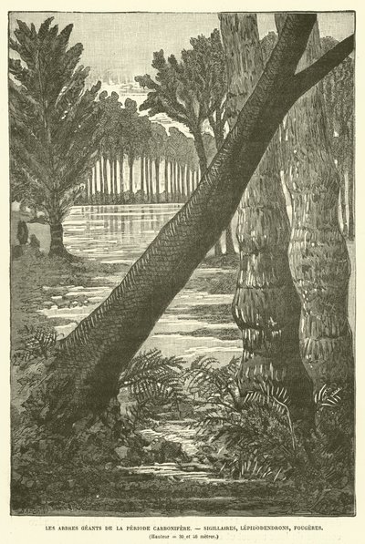 The Giant Trees of the Carboniferous Period by French School