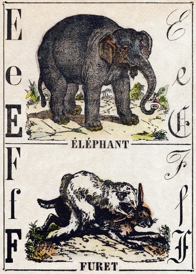 Letter E Elephant; F Ferret. Engraving in 