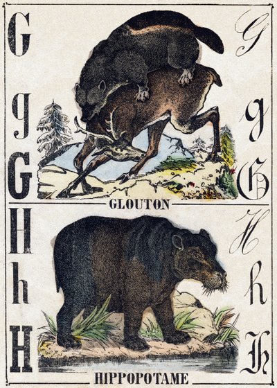 Letter G Glutton; H Hippopotamus. Engraving in 