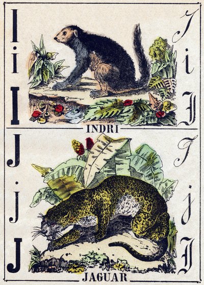 Letter I Indri (Lemur); J Jaguar. Engraving in 