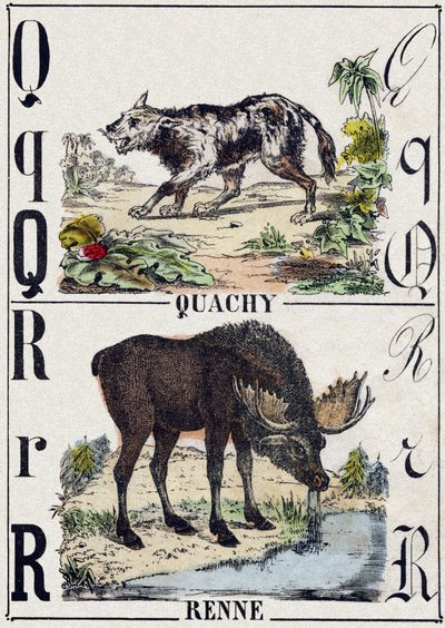Letter Q Quachy (South American Lion Dog); R Reindeer. Engraving in 