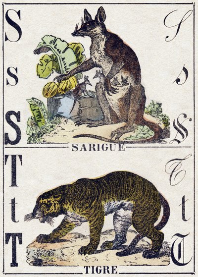 Letter S Sarigue (Opossum); T Tiger. Engraving in 