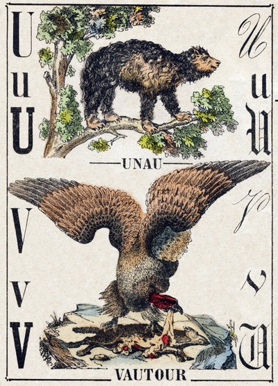 Letter U Unau (lazy); V Vulture. Engraving in 
