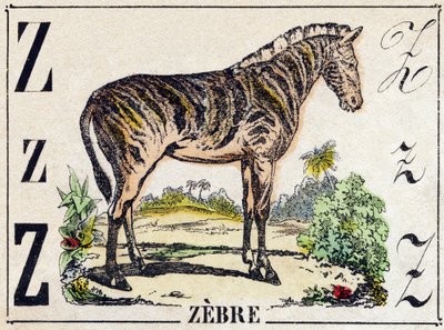 Letter Z Zebra. Engraving in 