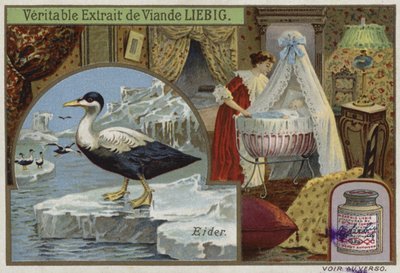 Liebig card featuring an eider by French School