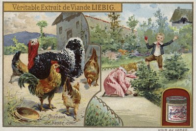 Liebig card featuring poultry by French School