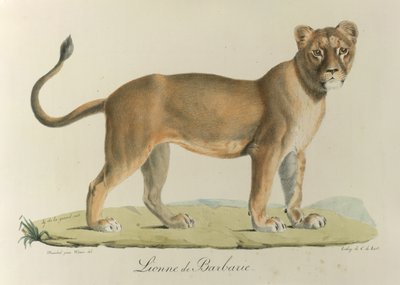 Barbary Lioness, from Histoire Naturelle des Mammifères by French School