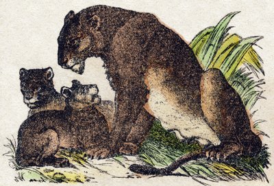 Lioness. Engraving in 