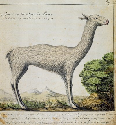 Llama, Peru by French School