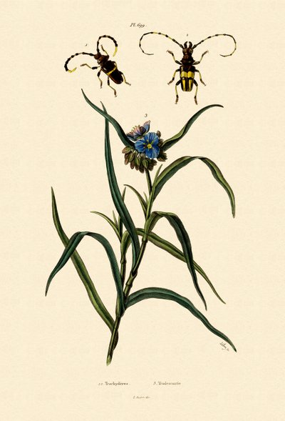 Longhorn Beetles by French School