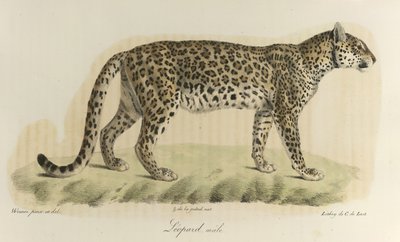 Male Leopard, from Histoire Naturelle des Mammifères by French School