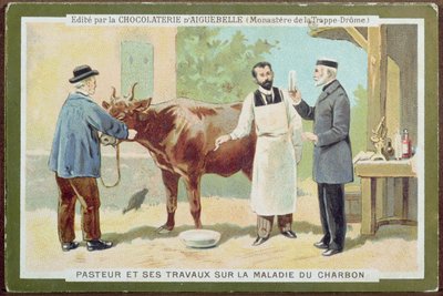 Louis Pasteur Investigating Anthrax, Advertising Card from the Chocolaterie d