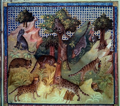 Lynx wild cats in the mountains. Miniature from “The book of hunting” by Gaston III Phoebus, Count of Foix, Lord of Bearn by French School