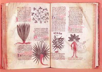 Mandrake, from a treaty by Dioscorides by French School