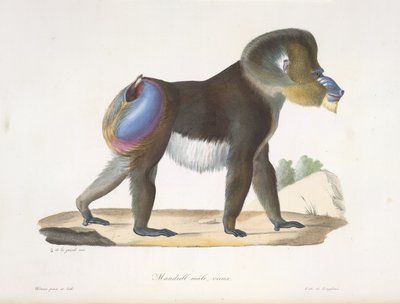 An Old Mandrill Baboon, from 