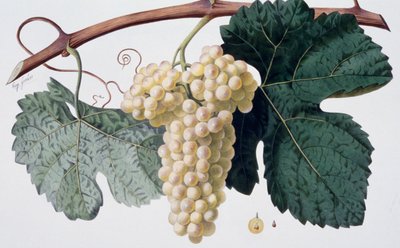 Marsanne grape variety (Cotes du Rhone), ampelography by French School