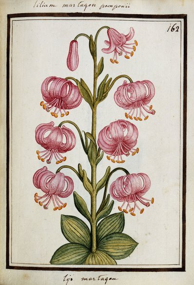 Martagon Lily, c.1700 by French School