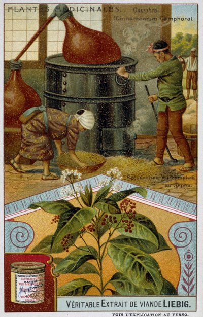 Medicinal plants: camphor; preparation of camphor in Japan - Chromolithography Liébig, c.1900 by French School