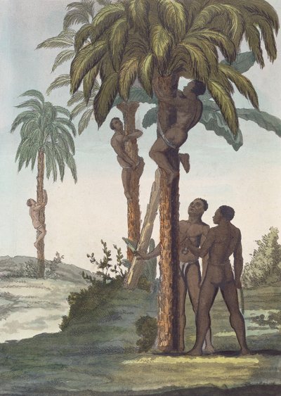 Men climbing trees for Shea butter, Senegal by French School
